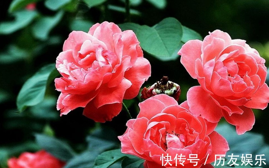 月季花,养护不难,但也需要掌握细节,真正掌握后,开花爆盆!