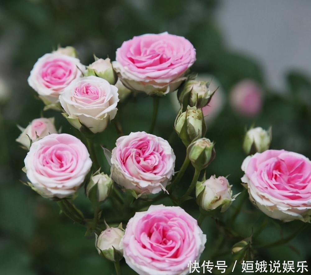  微型|这9种微型的月季花各有各的特点，你喜欢哪一种