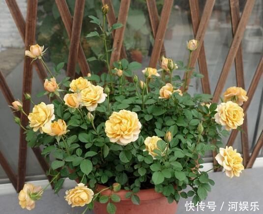 最厉害的养花营养液给月季喝一勺,像打鸡血般疯长不停