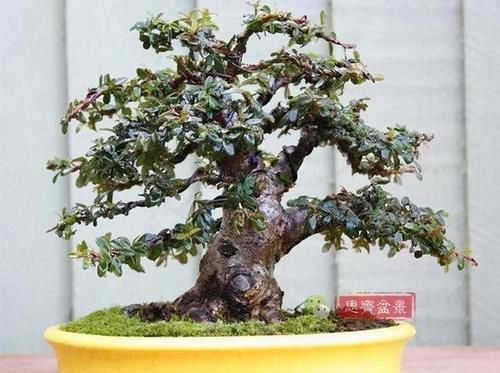 带你了解栒子盆景，和你分享栒子盆景在制作和养护中的一些方法