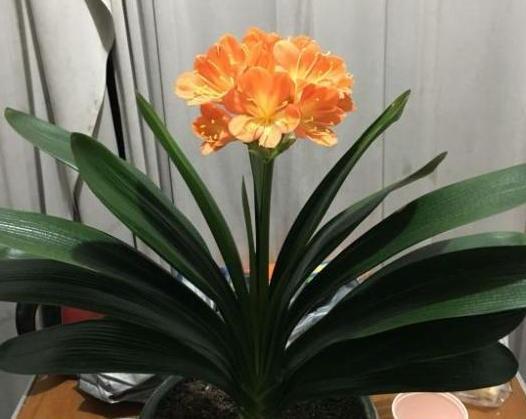 花友们|君子兰不开花,却不知道问题在哪老花匠这些地方有讲究