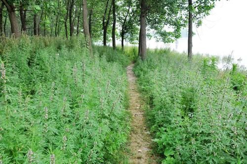 病症|益母草被誉为“妇科圣药”，除了用于妇科病，“3种”病症也适用