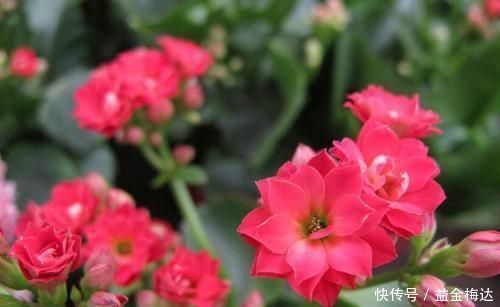 鸡蛋壳养花,用好了才是花肥,用不好,养一盆死一盆!