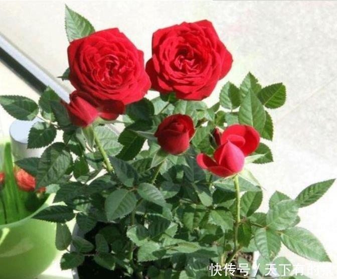 女生必养“3种花”,花朵漂亮又好养,满屋子飘香,心情好