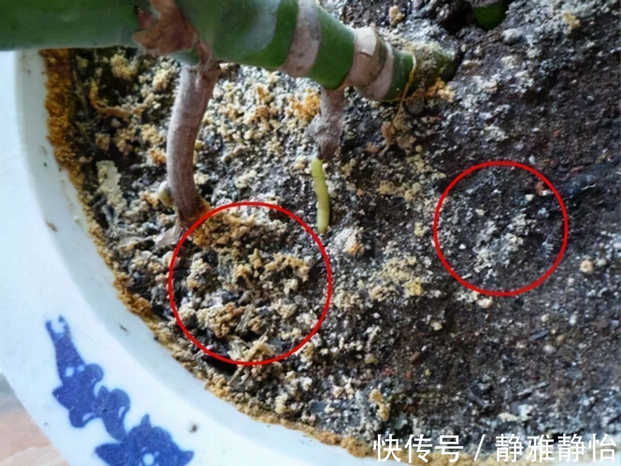 花草|花盆里长出“白碱”不是好事,对花草危害大,学会这5个处理方法