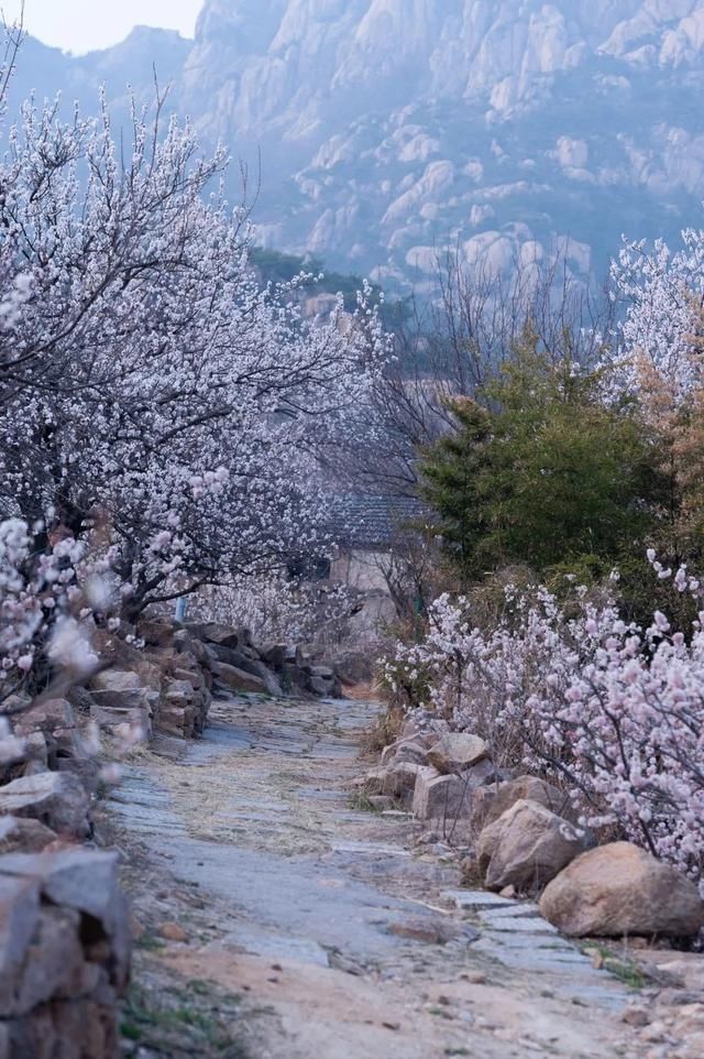 杏花|背靠五莲山！久负赏花盛名，今日一见确实惊叹