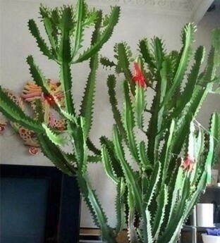 新芽|搬新家之前,一定要养“这6种花”,除“甲醛”效果好