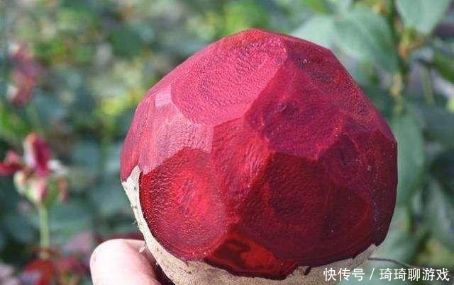 一个重达半斤,富含花青素,果肉鲜红剔透,比荔枝还好吃