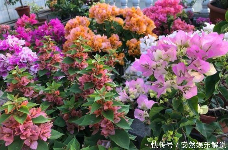 夏天太阳再强也能开的3种花，个个开的旺，越晒花越多，超漂亮