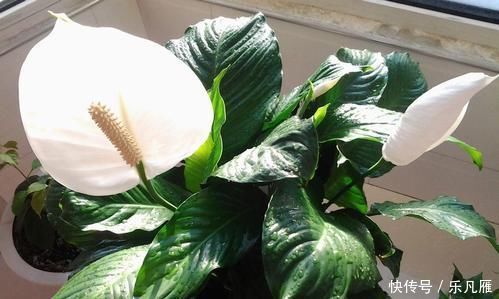 春天养花，这种水不能浇，浇1盆死1盆，大多数人都用错了