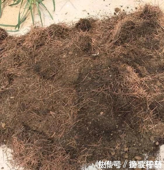 香蕉皮|养花旧土不要扔，掺上“三废料”，肥力“赛过”营养土！