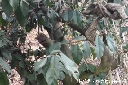 这种罕见的连体植物,非常稀有,见一次不容易,快来看看