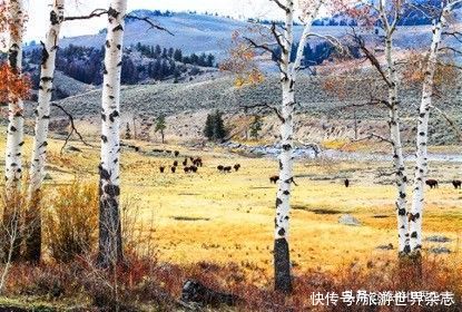 杨元惺|杨元惺：清澈的诗意