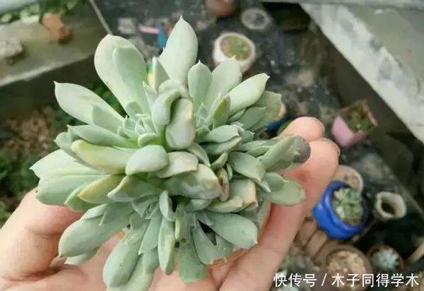 新人肉友慎入的这几款多肉，你了解多少，知道为什么吗？