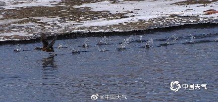 松花江|哈尔滨松花江氤氲蒸腾 野鸭成群结队翩翩起舞