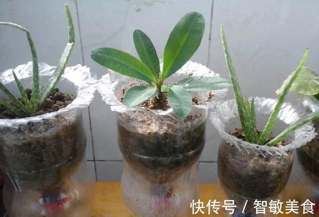 用途|一个小小矿泉水瓶，不但能种花，还可以做扦插，用途原来这么多