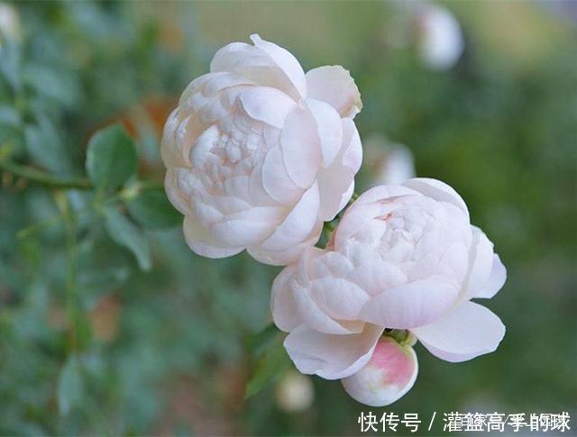 几款又香又可爱的萌系月季,萌化你的少女心不夸张