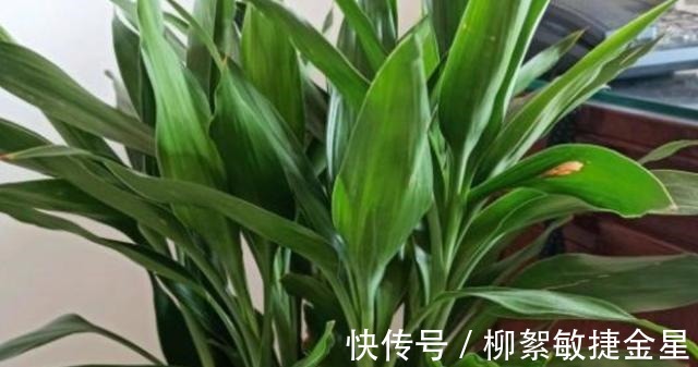 回家|现在逛花市遇到这五种花，转头就走不要买！买回家也养不活！