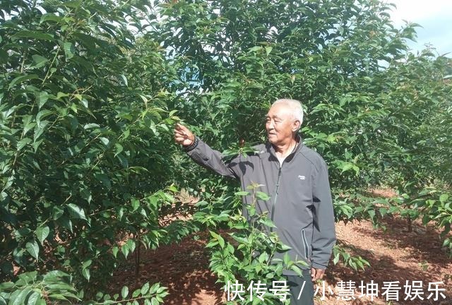 种植园|云南发现中国最美樱花 实现著名植物学家蔡希陶36年前嘱托