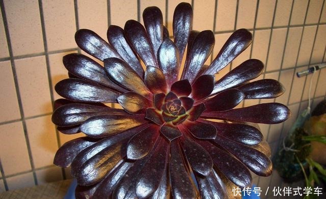 多肉黑法师度夏,记住2个细节,状态美长成一捧黑玫瑰!