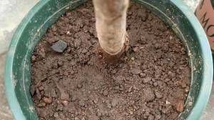 东西|花盆里出现这东西,赶紧翻盆换土,不然花卉易黄叶烂根,别忽视