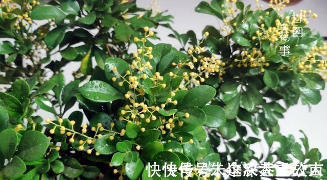 茉莉|7种花夏天爱淋雨，越淋长得越欢，多淋几次，肥料都省了