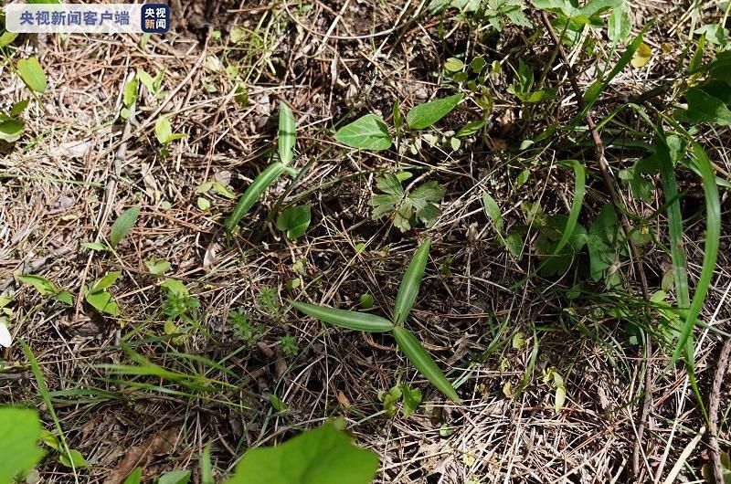 群落|泰山发现野生黄精群落及近危物种泰山柳