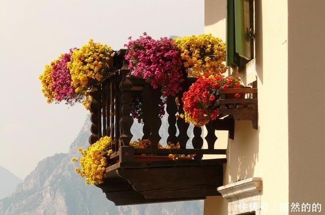 她只养了1种花,1米小阳台却开成花海!她只养了1种花,1米小阳台却开成花海!