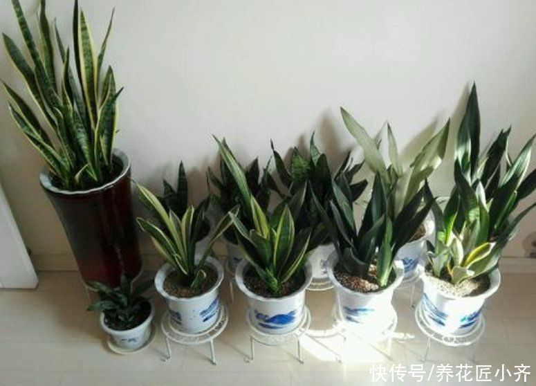 虎皮兰2年不长芽，证明缺得太多，只需简单1步，保证嗖嗖窜芽