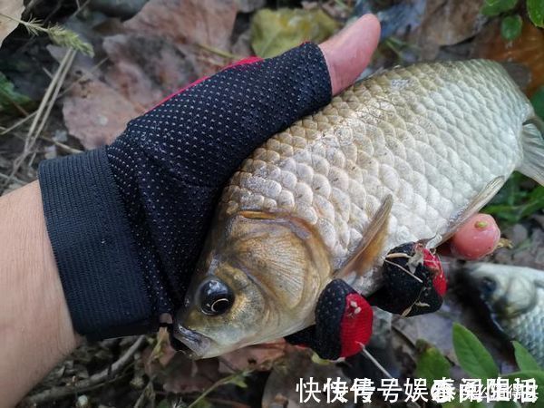 水底|草窝钓鲫鱼总挂底,老钓友教你2招来解决,告别挂底钓大鲫