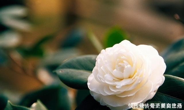 空气湿度|茶花掉花苞的原因,藏在一句“顺口溜”里,古人的经验,值得借鉴!