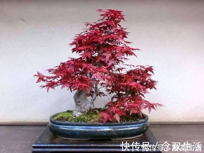 叶片|盆景制作技法夏天来到,盆景脱衣换锦,有6种好处