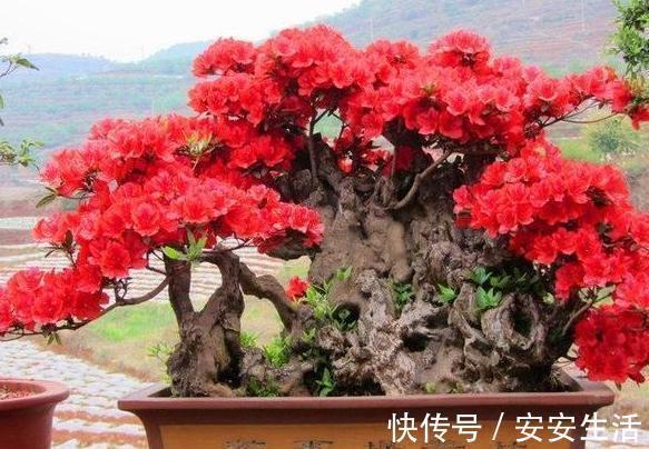 烂根|养花浇水,把控不好总引起烂根盆底铺垫上它们,轻松养根护根