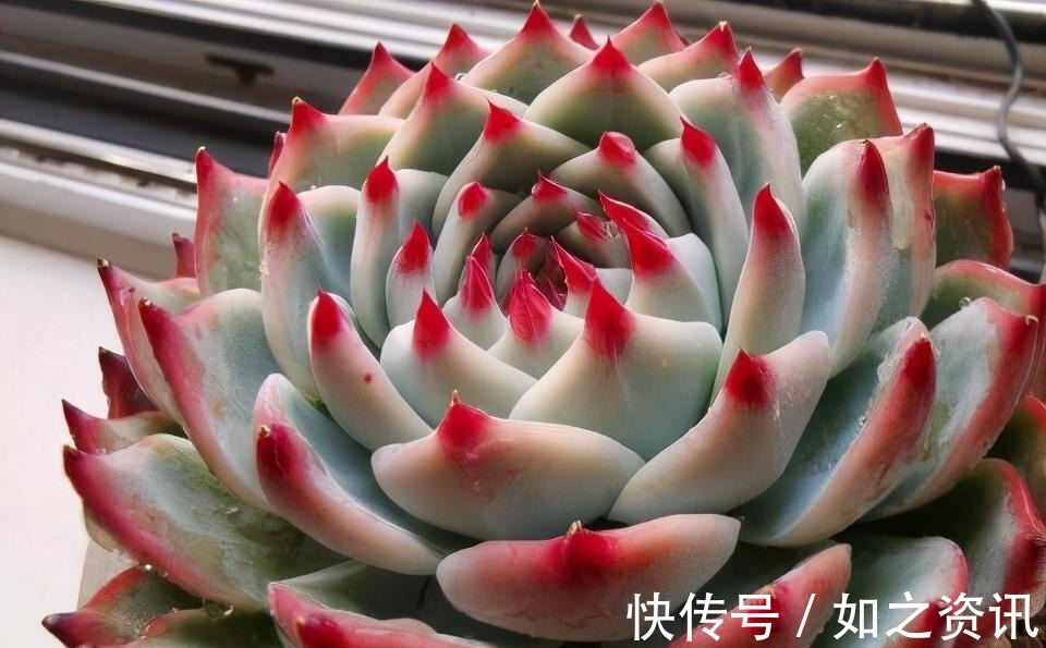 夏天养多肉,防晒并不是最重要的,做好这4件事就能少收空盆