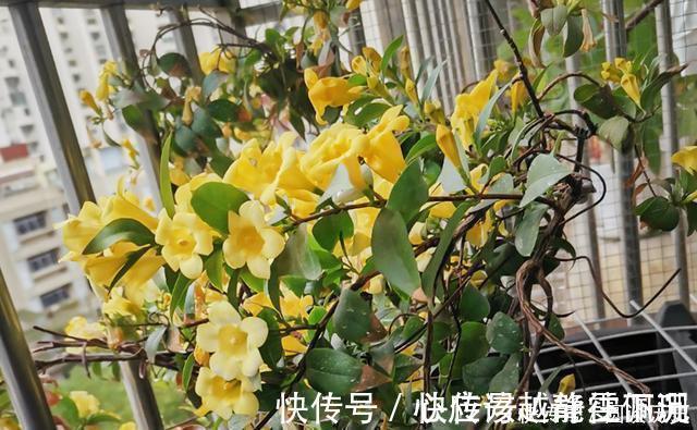 全株|它是“网红花”却全株含毒,商家只宣传它好看漂亮,其实毒性很强