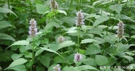 功效|农村人见人爱的野菜，食疗功效高，健脾益气，滋阴凉血，有吃的吗