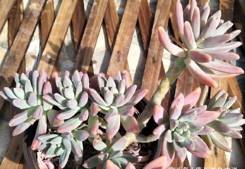 多肉|多肉秋丽养徒长了怎么办？夏天可以直接扔到外面去暴晒吗？