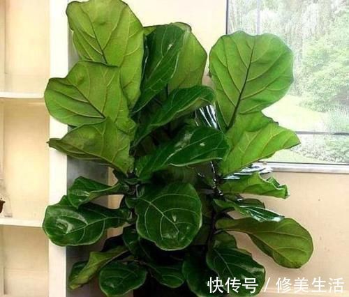 家养3种花,带走甲醛、二手烟,净化空气,不易生病好养护