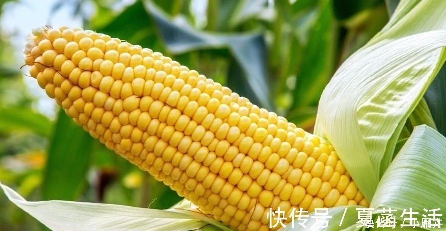 玉米|新鲜玉米难保存?只需要1个小方法,放一整年照样新鲜!