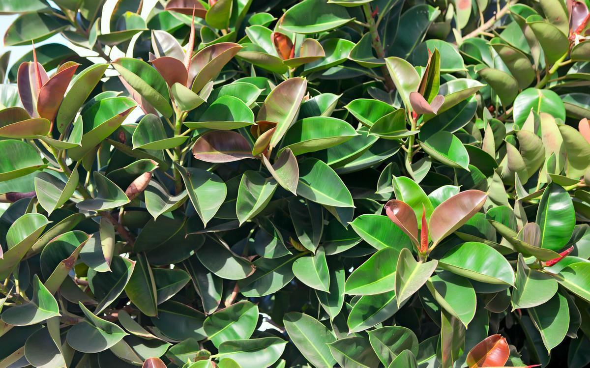 橡皮树容易落叶,学会这样浇水,叶片翠绿有光泽