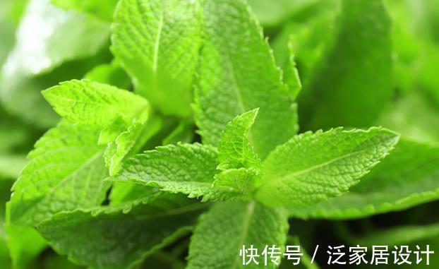 化妆品|几块钱一盆的薄荷,竟然有这五大好处,难怪老中医喜欢养