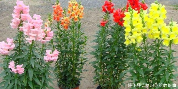 养一盆,爆一盆,养这几种花,无需操心