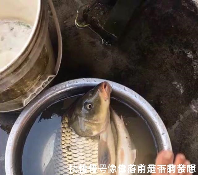 鲤鱼|三伏天垂钓，九一八鱼饵这样配才叫真的好，大鲫鱼大鲤鱼挤满钓点！
