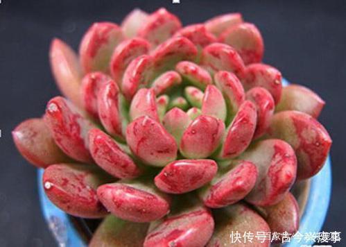 红宝石|秋冬养多肉红宝石,做好四件事,叶片红艳艳,观赏价值高