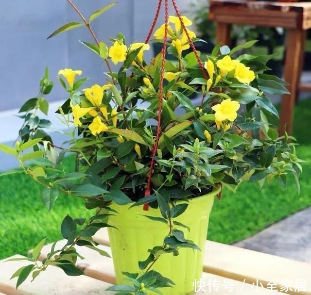 花朵|冬天养几盆法国香水花,开花香又漂亮,比喷香水还好闻!