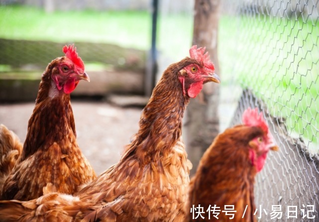 斗志|惹不起!虎年迎吉星加持,斗志满满,财气充盈,买车买房的生肖!