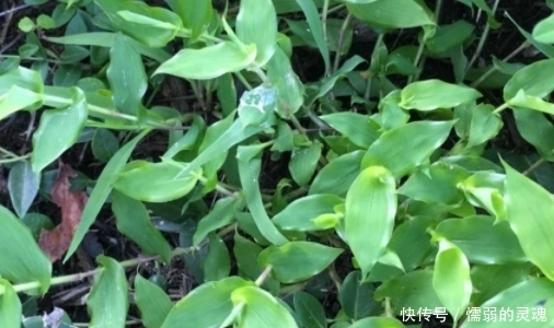 荩草|过去农人看见就拔的“荩草”,样子长似竹叶,其实是“帝王草”