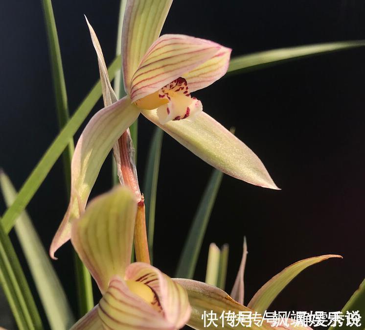 兰花翻盆:两花不翻、两水不浇、两肥不施,你做对了吗