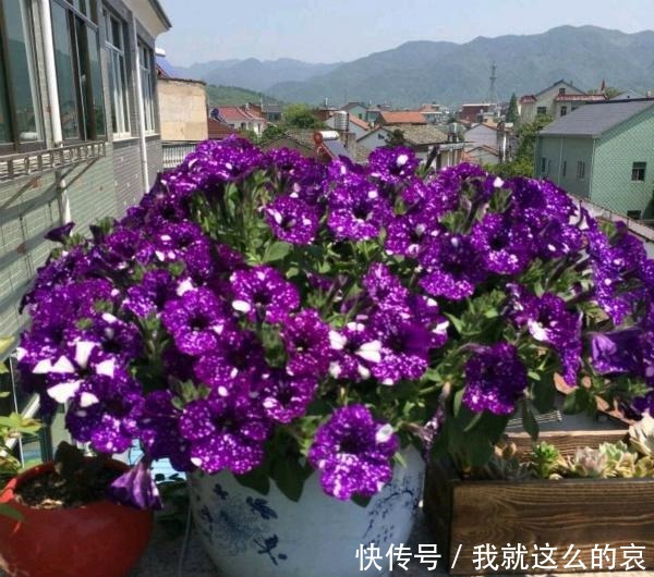 13种适合阳台养的紫色盆栽花,阳台养上几盆,天天“紫气东来”!