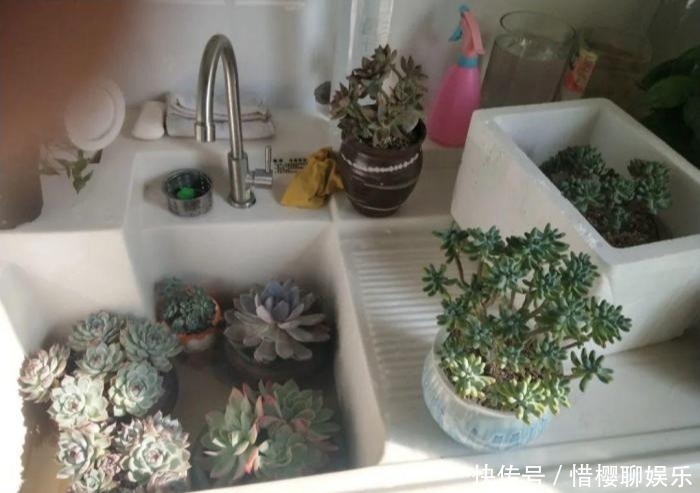 家里有此7种花,少浇水不能晒,天热要休眠早看早知道